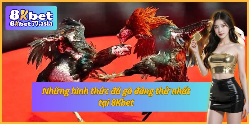 Những hình thức đá gà phổ biến tại sảnh đá gà 8Kbet