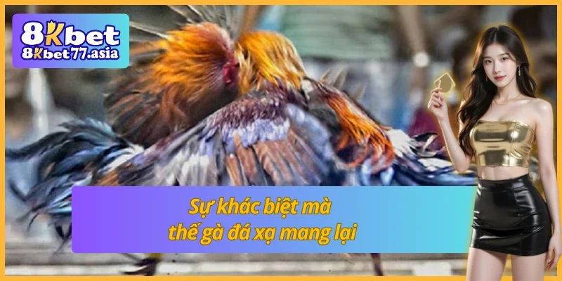 Lối đánh máu lửa chỉ có tại thế gà đá xạ