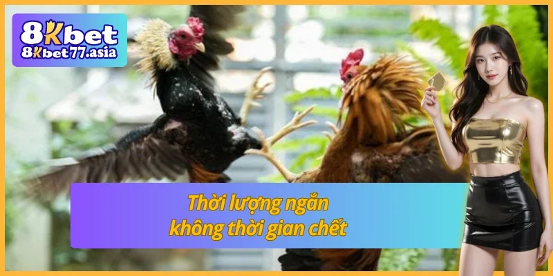 Ván đấu thế gà đá xạ diễn ra nhanh